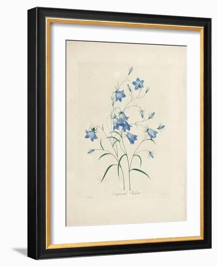 Bluebells, from 'Choix Des Plus Belles Fleurs Et Des Plus Beaux Fruits', 1827-33-Pierre-Joseph Redouté-Framed Giclee Print