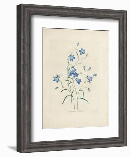 Bluebells, from 'Choix Des Plus Belles Fleurs Et Des Plus Beaux Fruits', 1827-33-Pierre-Joseph Redouté-Framed Giclee Print