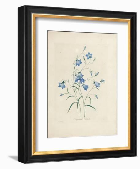 Bluebells, from 'Choix Des Plus Belles Fleurs Et Des Plus Beaux Fruits', 1827-33-Pierre-Joseph Redouté-Framed Giclee Print