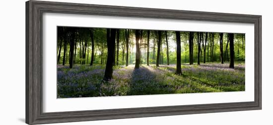 Bluebells Growing in a Forest in the Morning, Micheldever, Hampshire, England-null-Framed Photographic Print