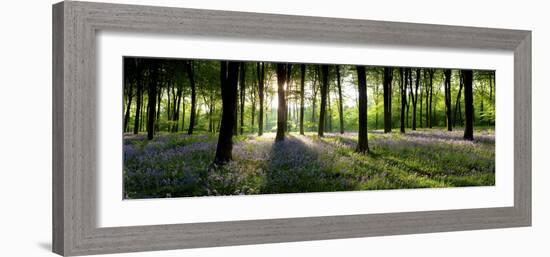 Bluebells Growing in a Forest in the Morning, Micheldever, Hampshire, England-null-Framed Photographic Print