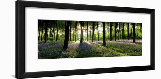 Bluebells Growing in a Forest in the Morning, Micheldever, Hampshire, England-null-Framed Photographic Print