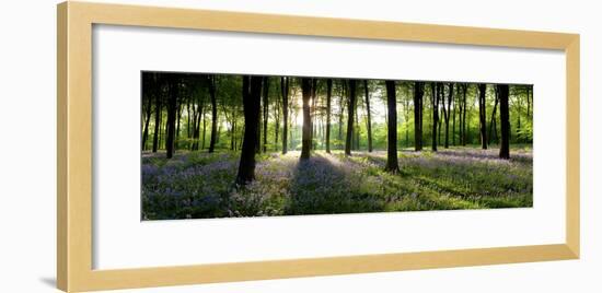 Bluebells Growing in a Forest in the Morning, Micheldever, Hampshire, England-null-Framed Photographic Print