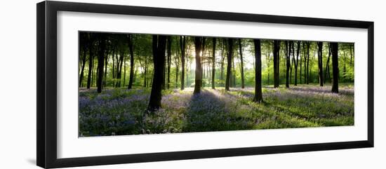 Bluebells Growing in a Forest in the Morning, Micheldever, Hampshire, England-null-Framed Photographic Print