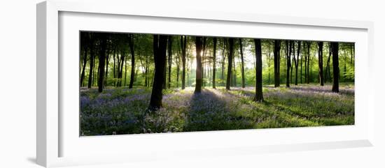 Bluebells Growing in a Forest in the Morning, Micheldever, Hampshire, England-null-Framed Photographic Print