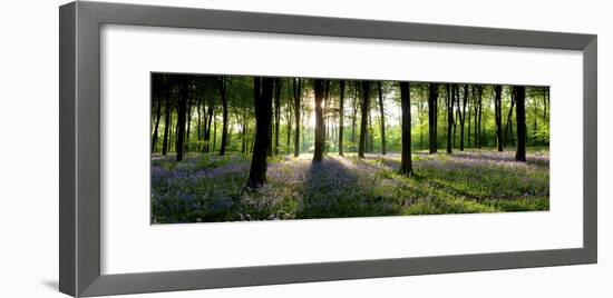 Bluebells Growing in a Forest in the Morning, Micheldever, Hampshire, England-null-Framed Photographic Print