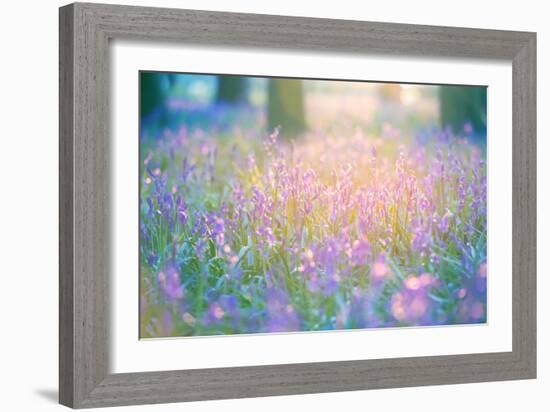 Bluebells Growing in Ancient Woodland-Inguna Plume-Framed Photographic Print