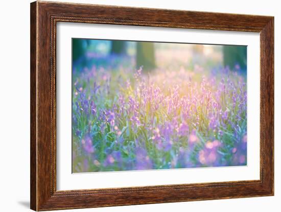 Bluebells Growing in Ancient Woodland-Inguna Plume-Framed Photographic Print