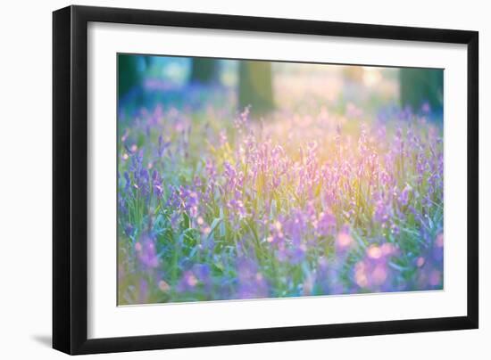 Bluebells Growing in Ancient Woodland-Inguna Plume-Framed Photographic Print