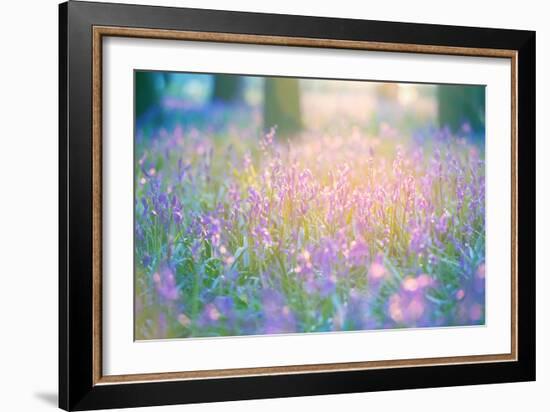 Bluebells Growing in Ancient Woodland-Inguna Plume-Framed Photographic Print