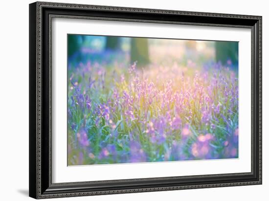 Bluebells Growing in Ancient Woodland-Inguna Plume-Framed Photographic Print