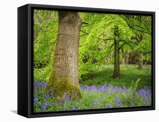 Bluebells, Harewood House, Near Harrogate, North Yorkshire, Yorkshire-Bill Ward-Framed Premier Image Canvas