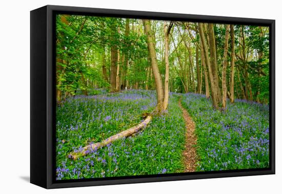 Bluebells, High Littleton Woods, Somerset, England, United Kingdom, Europe-Bill Ward-Framed Premier Image Canvas