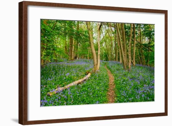 Bluebells, High Littleton Woods, Somerset, England, United Kingdom, Europe-Bill Ward-Framed Photographic Print