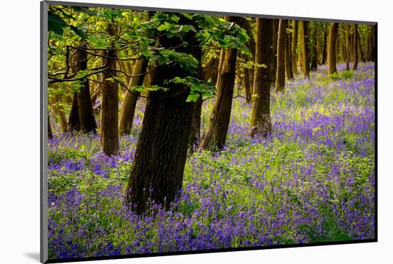 Bluebells, High Littleton Woods, Somerset, England, United Kingdom, Europe-Bill Ward-Mounted Photographic Print