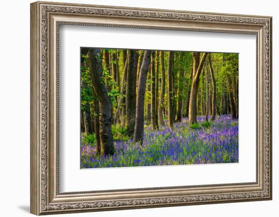 Bluebells, High Littleton Woods, Somerset, England, United Kingdom, Europe-Bill Ward-Framed Photographic Print