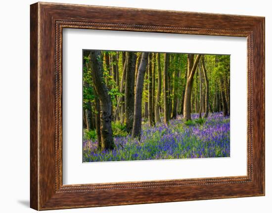 Bluebells, High Littleton Woods, Somerset, England, United Kingdom, Europe-Bill Ward-Framed Photographic Print