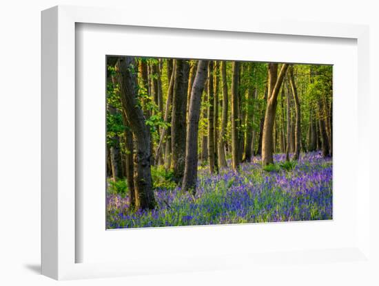 Bluebells, High Littleton Woods, Somerset, England, United Kingdom, Europe-Bill Ward-Framed Photographic Print