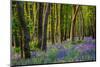 Bluebells, High Littleton Woods, Somerset, England, United Kingdom, Europe-Bill Ward-Mounted Photographic Print