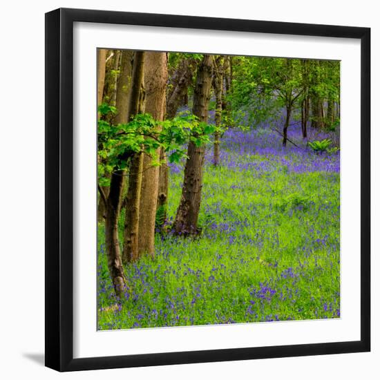 Bluebells, High Littleton Woods, Somerset, England, United Kingdom, Europe-Bill Ward-Framed Photographic Print