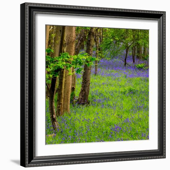 Bluebells, High Littleton Woods, Somerset, England, United Kingdom, Europe-Bill Ward-Framed Photographic Print