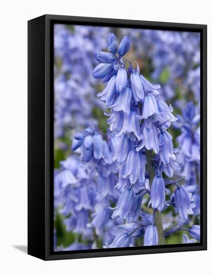 Bluebells (Hyacinthoides Hispanica)-Adrian Bicker-Framed Premier Image Canvas