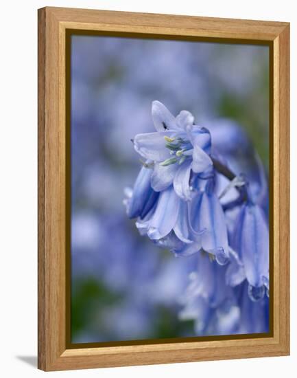 Bluebells (Hyacinthoides Hispanica)-Adrian Bicker-Framed Premier Image Canvas