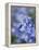 Bluebells (Hyacinthoides Hispanica)-Adrian Bicker-Framed Premier Image Canvas