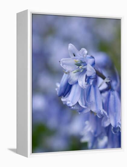 Bluebells (Hyacinthoides Hispanica)-Adrian Bicker-Framed Premier Image Canvas