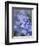 Bluebells (Hyacinthoides Hispanica)-Adrian Bicker-Framed Premium Photographic Print