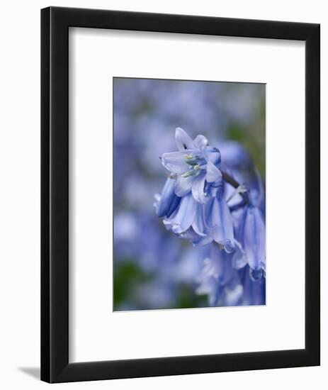 Bluebells (Hyacinthoides Hispanica)-Adrian Bicker-Framed Premium Photographic Print