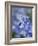 Bluebells (Hyacinthoides Hispanica)-Adrian Bicker-Framed Photographic Print