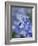 Bluebells (Hyacinthoides Hispanica)-Adrian Bicker-Framed Photographic Print