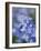 Bluebells (Hyacinthoides Hispanica)-Adrian Bicker-Framed Photographic Print