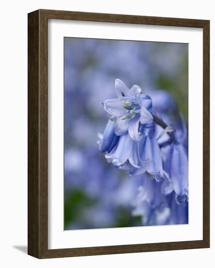 Bluebells (Hyacinthoides Hispanica)-Adrian Bicker-Framed Photographic Print