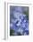 Bluebells (Hyacinthoides Hispanica)-Adrian Bicker-Framed Photographic Print