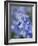 Bluebells (Hyacinthoides Hispanica)-Adrian Bicker-Framed Photographic Print