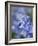Bluebells (Hyacinthoides Hispanica)-Adrian Bicker-Framed Photographic Print