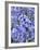 Bluebells (Hyacinthoides Hispanica)-Adrian Bicker-Framed Photographic Print