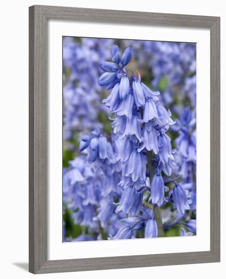 Bluebells (Hyacinthoides Hispanica)-Adrian Bicker-Framed Photographic Print