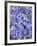 Bluebells (Hyacinthoides Hispanica)-Adrian Bicker-Framed Photographic Print