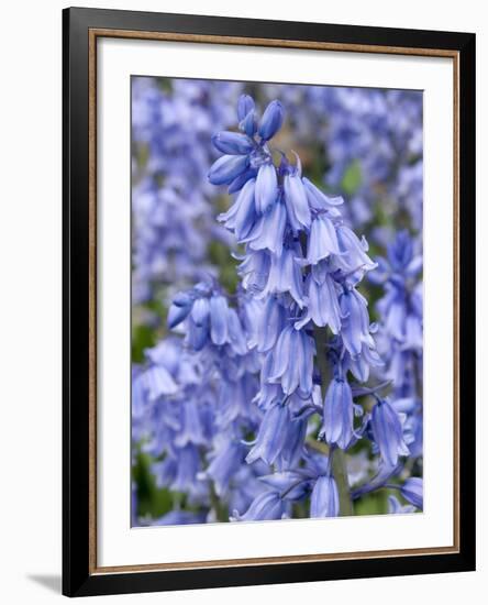 Bluebells (Hyacinthoides Hispanica)-Adrian Bicker-Framed Photographic Print