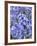 Bluebells (Hyacinthoides Hispanica)-Adrian Bicker-Framed Photographic Print