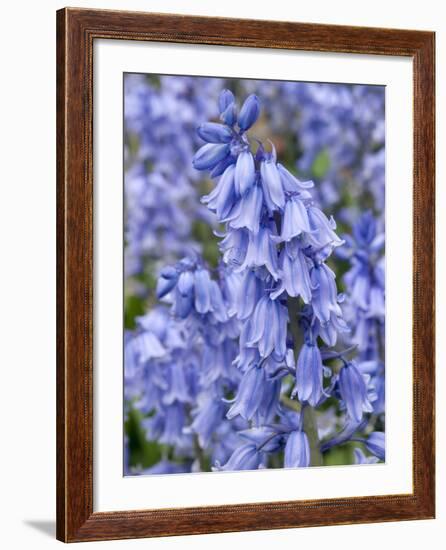 Bluebells (Hyacinthoides Hispanica)-Adrian Bicker-Framed Photographic Print