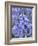 Bluebells (Hyacinthoides Hispanica)-Adrian Bicker-Framed Photographic Print