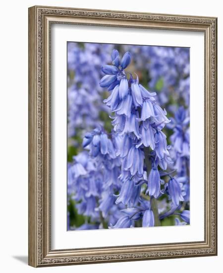 Bluebells (Hyacinthoides Hispanica)-Adrian Bicker-Framed Photographic Print