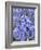 Bluebells (Hyacinthoides Hispanica)-Adrian Bicker-Framed Photographic Print