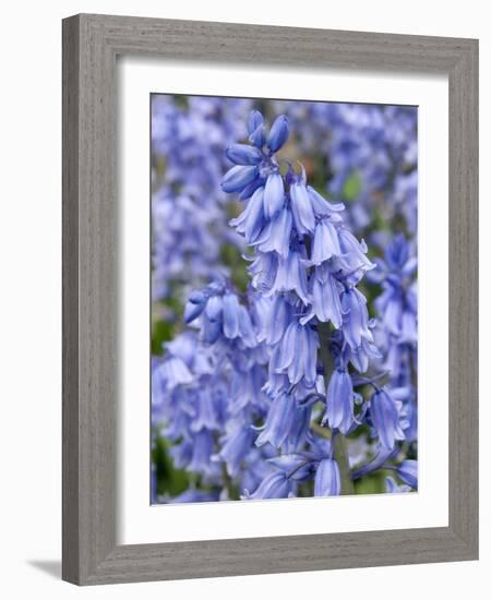 Bluebells (Hyacinthoides Hispanica)-Adrian Bicker-Framed Photographic Print