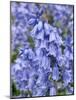 Bluebells (Hyacinthoides Hispanica)-Adrian Bicker-Mounted Photographic Print