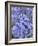 Bluebells (Hyacinthoides Hispanica)-Adrian Bicker-Framed Photographic Print